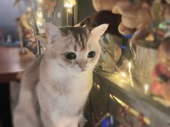 -咖法森林·咖啡  酒吧(天河店)