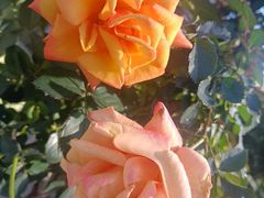 -人民公园(罗湖区)