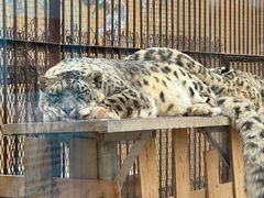 -青藏高原野生动物园