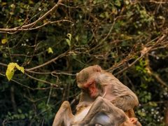 -南湾猴岛+椰田古寨一日游