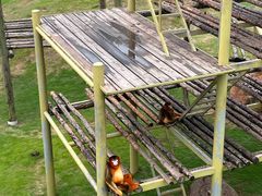 -西霞口神雕山野生动物世界