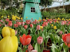 -南宫五洲植物乐园