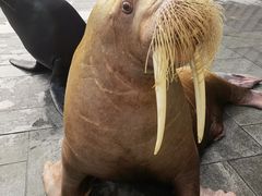 -烟台海昌鲸鲨海洋公园