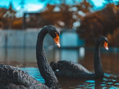 -百灵希尔顿逸林酒店大堂吧