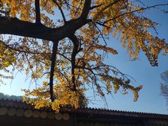 -千年银杏谷文化旅游区