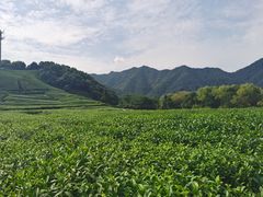 -听风阁农家私房菜茶楼(龙坞店)