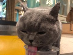 -猫小院猫主题咖啡厅(北锣店)