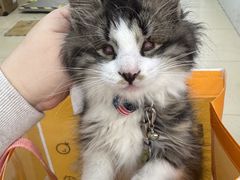 -瑞派动物医院·猫专科·至诚(江南中分院)