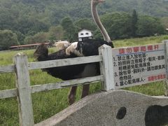 -瑞穗牧场