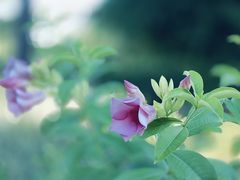 -湖里公园(湖里街道)