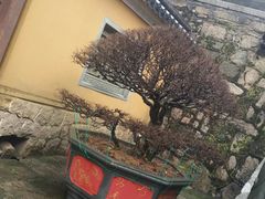 -普陀山风景名胜区-法雨禅寺