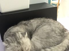 -喵的天空名猫咖啡馆·撸猫·猫舍·用品