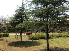 -紫薇公园
