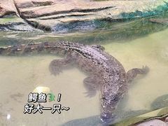 -正佳雨林生态植物园
