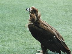 -新加坡飞禽公园