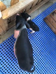 -萌宠亲子动物乐园(槐房万达店)