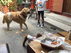 -百好乐宠物友好餐厅(朝外大街店)