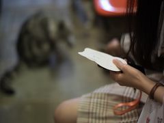 -猫咪博物馆(顶澳仔猫街店)