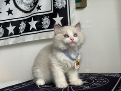 -喵zoo家庭繁育猫舍(尖东智能花园店)