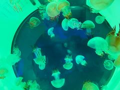 -海合安青岛极地海洋公园