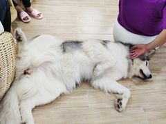-李小姐の猫咖啡馆(五角场店)