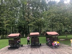 -合肥滨湖国家森林公园