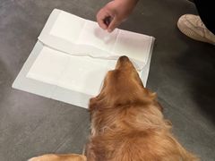 -宠爱国际动物医院· 猫科· 外科·中兽医(长白店)