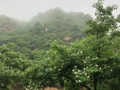 -大岭沟猕猴桃谷风景区