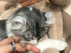 -瞄一喵猫咖(格力海岸店)