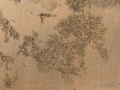 -日照海滨国家森林公园