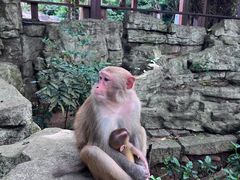 -南湾猴岛+椰田古寨一日游