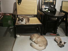 -琪喵猫屋·撸猫猫咖·猫舍