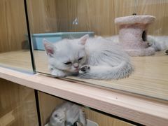 -屋虎猫馆(宝安大仟里店)