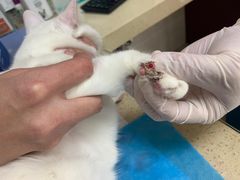 -艾贝尔宠物诊疗