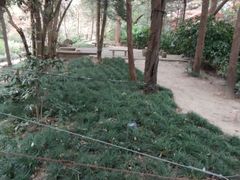 -叶家花园