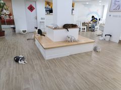 -李小姐の猫咖啡馆(五角场店)