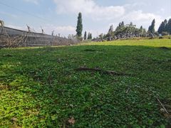 -武陵山森林公园