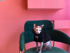 -藏猫猫咖啡主题馆(中央大道店)