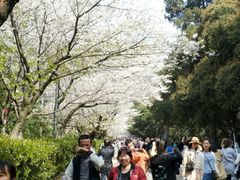 -武汉大学-樱园
