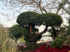 -荷兰花海