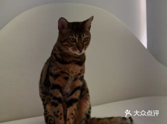 这家猫咖叫做“未卡猫空间”，里面的装修风格深深戳中了