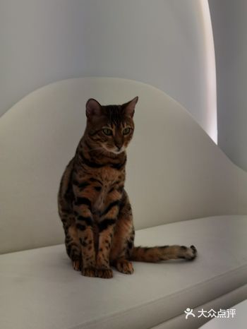 这家猫咖叫做“未卡猫空间”，里面的装修风格深深戳中了