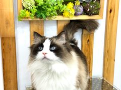 -青奢宠物·青奢猫舍