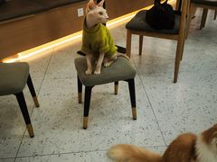 -喵园·猫主题咖啡厅·撸猫·猫咖(国贸店)