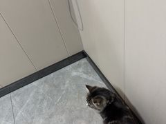 -半岛宠物医院24小时·内窥镜·牙科·碎石中心(府城大道店)