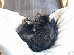 -藏猫猫咖啡主题馆(中央大道店)