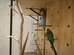 -太湖饭店玉兰厅(自助餐厅)