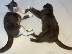 -我爱猫咪·猫咖·狗咖·安哥拉兔·羊驼咖(小寨华旗店)
