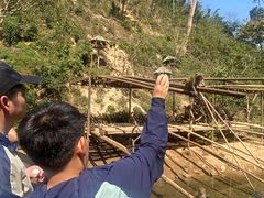 -西双版纳原始森林公园
