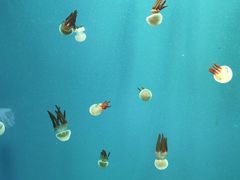 -南昌融创海世界